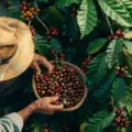 Café colombiano en Argentina: regiones, sabores y cómo elegirlo